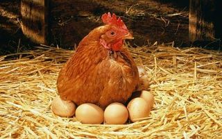 As galinhas e os ovos
