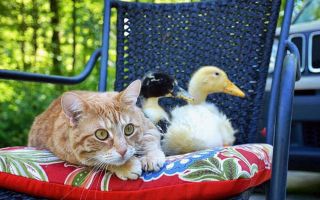 Gatos e patos